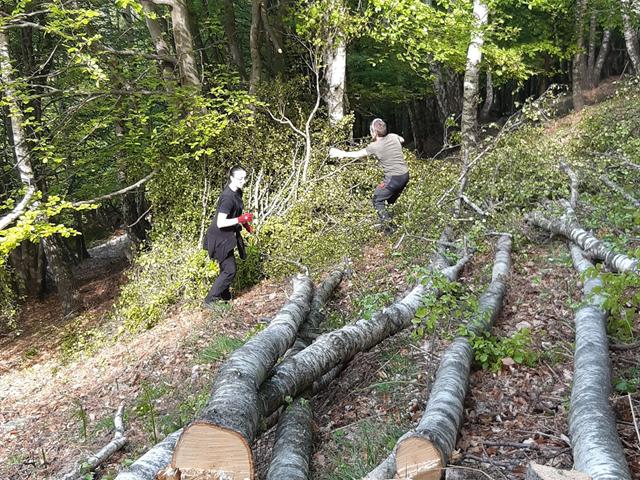 Intervento di cura habitat all'Alpe Cedullo: area boschiva dopo l'abbattimento selettivo