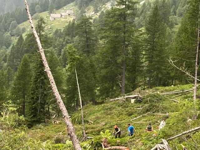 Intervento di cura habitat all'Alpe Efra 2025: continuazione dei lavori di apertura corridoi