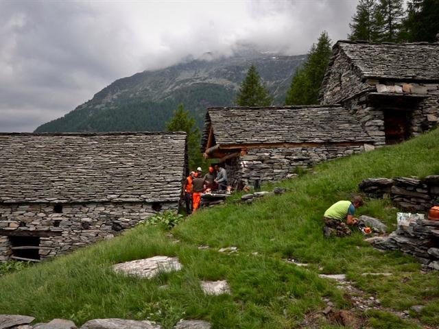 Intervento di cura habitat all'Alpe Efra: abbattimento larici e apertura corridoi faunistici